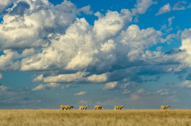 Padok Avustralya rual ülke yan sahne çizgi koyun Kuru