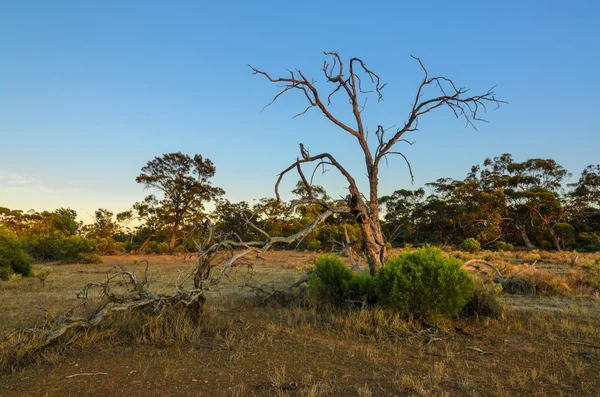 Dry dead tree in Australian remote bush outback at sunrise — Stock Photo, Image