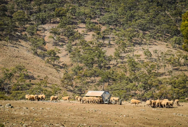 Paisaje agrícola australiano granja de ovejas en el interior rural — Foto de Stock