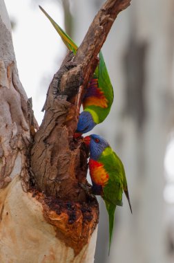 İki gökkuşağı lorikeets dal