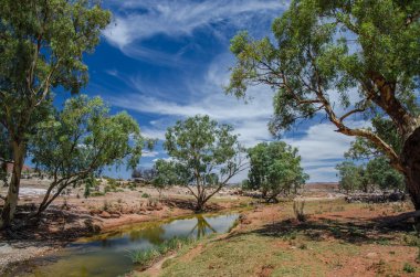 Çöl ağaçlarla vaha  