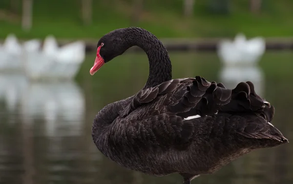 Black swan standing on one leg — Stock Photo, Image