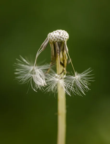 Dandelion บนพื้นหลังสีเขียว — ภาพถ่ายสต็อก