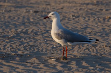 Seçici odak martı yakın kadar üzerinde kum günbatımında dokulu