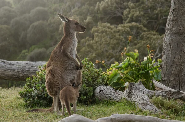 オーストラリアの野生動物のブッシュの 2 つのグレー カンガルー — ストック写真