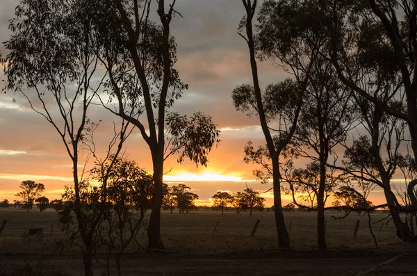 Ηλιοβασίλεμα με ευκαλύπτους στην απομακρυσμένη Αυστραλία μη αστικών — Φωτογραφία Αρχείου