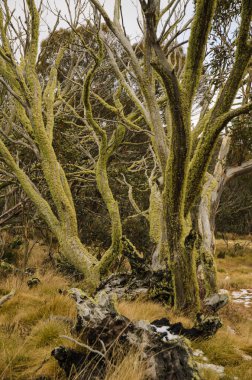 yaşlı ağaçların yosun kaplı