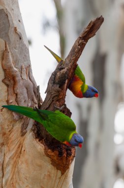 İki gökkuşağı lorikeets dal