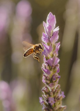 Arı ve lavanta çiçeği