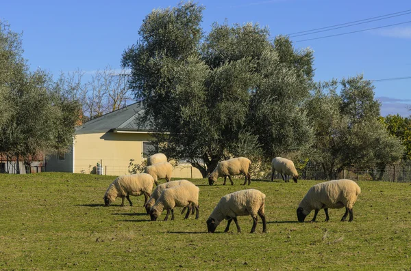 Schapen lopen onder bomen eten van gras — Stockfoto