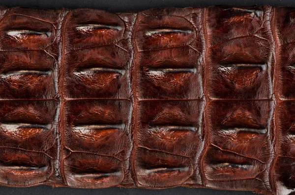 Brown colour crocodile leather abstract pattern — Stock Photo, Image