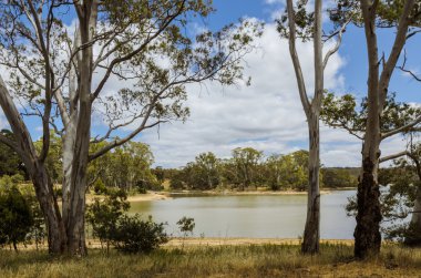 Eucalyttus ağaçlar ve göl Avustralya sahne