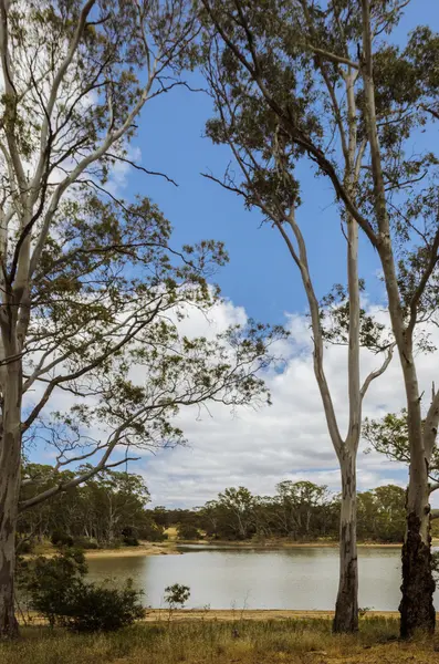 Eucalyttus trees and lake Australian scene — Stock Photo, Image