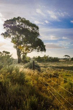 Tarım peyzaj, dikenli çit padok Avustralya outba
