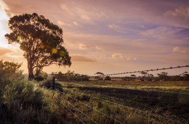 Tarım peyzaj, dikenli çit padok Avustralya outba