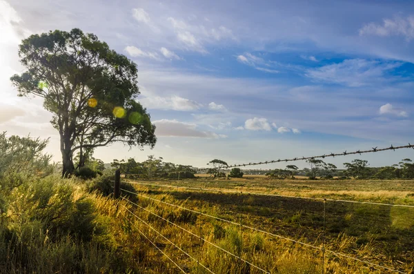 Сільськогосподарські краєвид, колючим paddock в австралійських outba — стокове фото