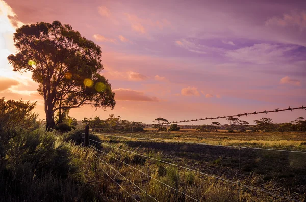 Paisagem agrícola, cerca farpada paddock em outba australiano — Fotografia de Stock