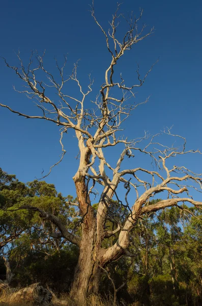 Árvore de eucalipto morta em arbusto australiano — Fotografia de Stock