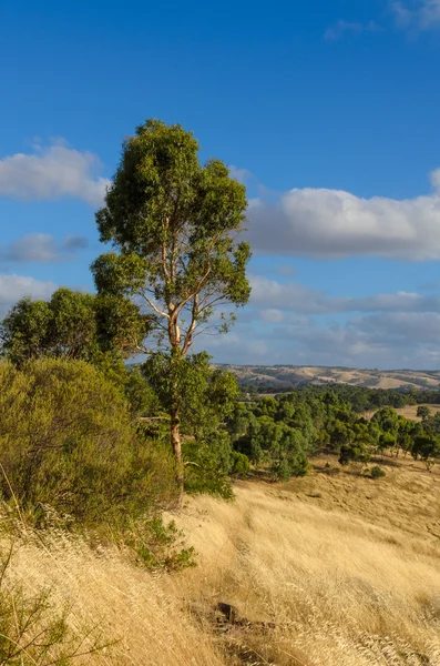 Nuvoloso paesaggio rurale australiano con colline sullo sfondo — Foto Stock