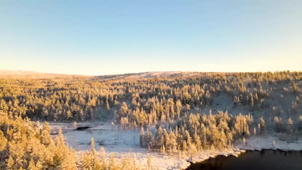 Drone sparatoria su una foresta di congelamento — Video Stock