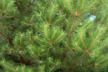 Yeni yılda ladin dalları yeşil zemin oluşturur