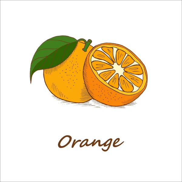 Oranges, dessinées à la main. Illustration vectorielle . — Image vectorielle