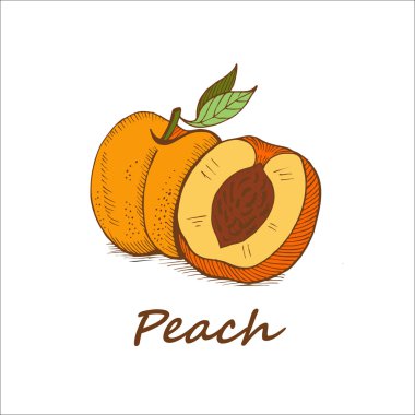 Şeftali, elle çizilmiş. Vektör çizimi.