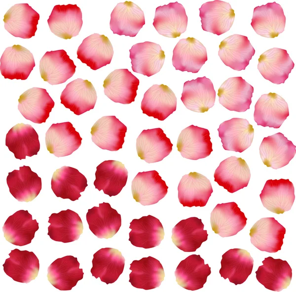 Petale roz — Vector de stoc