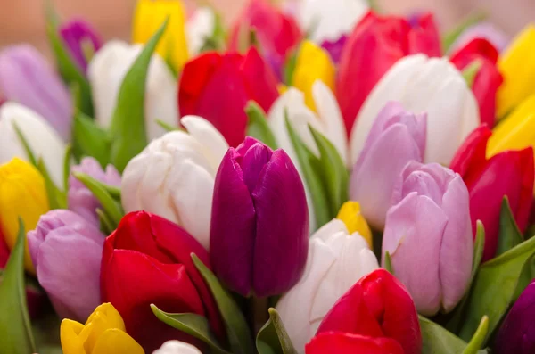 Kytice tulipánů colorfull — Stock fotografie