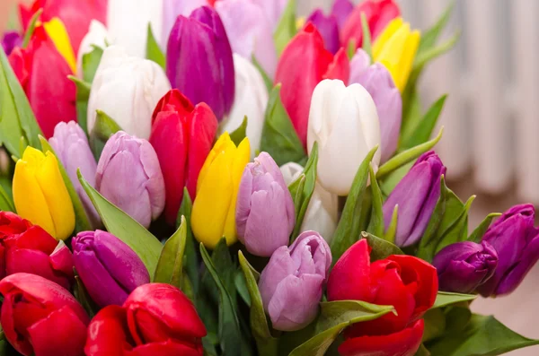 Kytice tulipánů colorfull — Stock fotografie