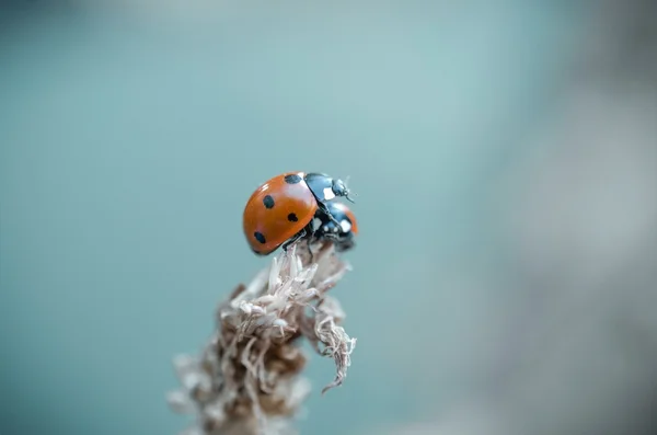 Pequeno inseto vermelho — Fotografia de Stock