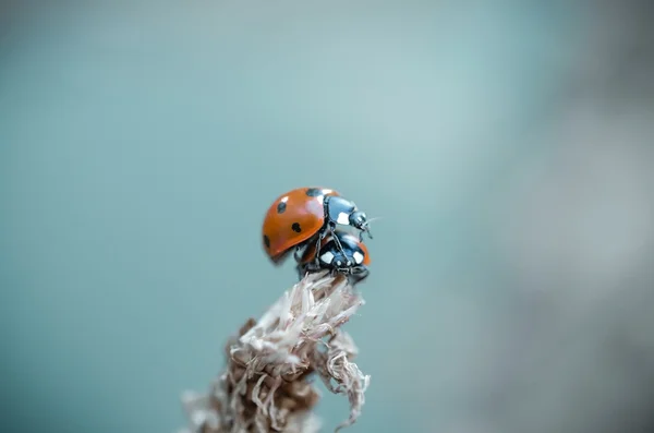 Malá červená chyba — Stock fotografie