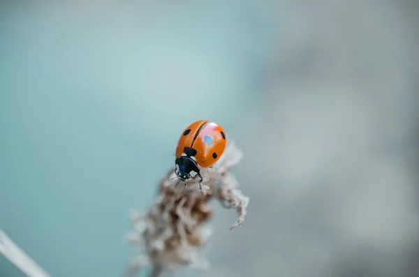 Pequeno inseto vermelho — Fotografia de Stock