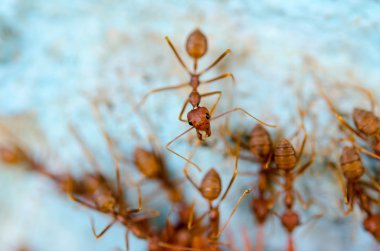 Kırmızı karıncalar ayıklama yemek