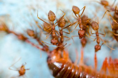 Kırmızı karıncalar ayıklama yemek