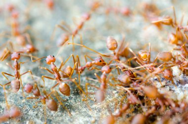 Grup kırmızı karıncalar