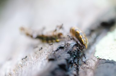 Kırmızı karıncalar ayıklama yemek