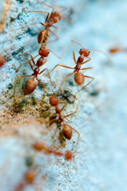 Grup kırmızı karıncalar