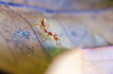 Kaba karınca formica