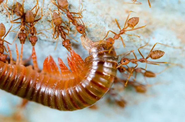 赤アリを食べる抽出 — ストック写真