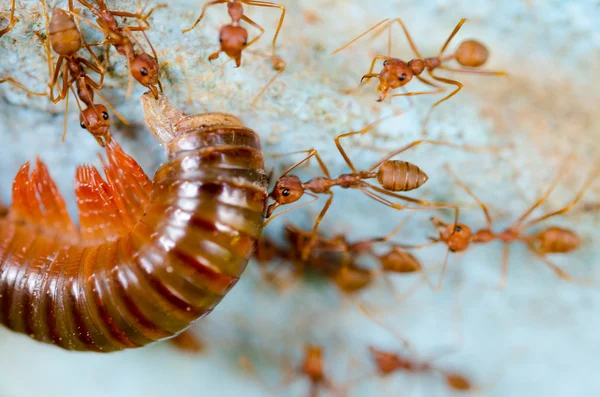 赤アリを食べる抽出 — ストック写真