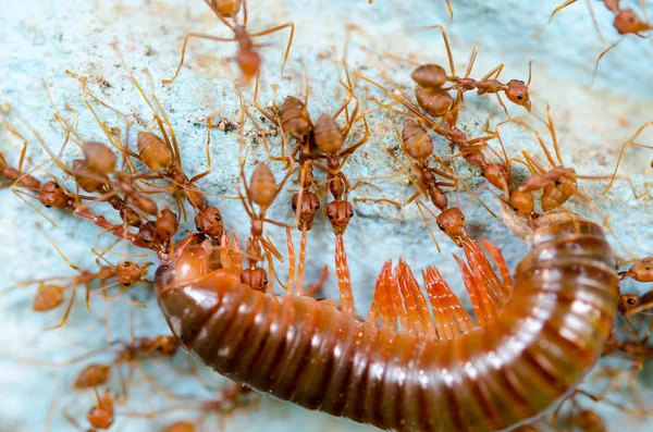 赤アリを食べる抽出 — ストック写真