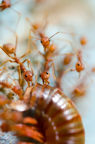 赤アリを食べる抽出 — ストック写真