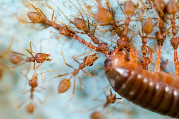 Hormigas rojas comen extracción —  Fotos de Stock