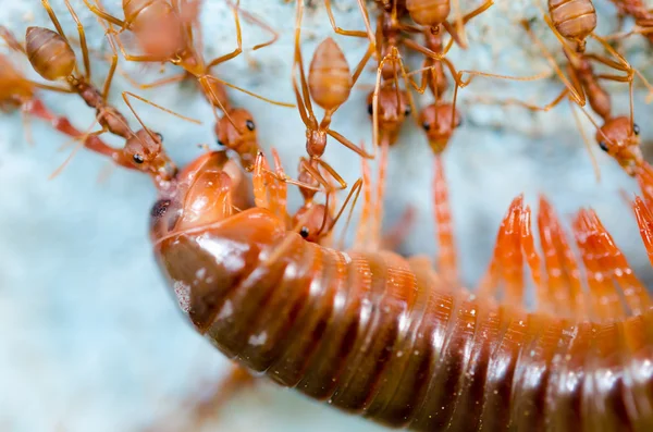 Mrówki czerwone jeść ekstrakcji — Zdjęcie stockowe