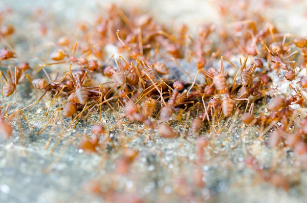 Group of red ants — Stock Photo, Image