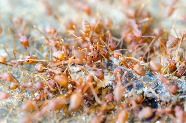 Grupa czerwonych mrówek — Zdjęcie stockowe