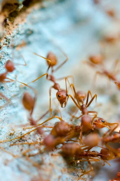Mrówki czerwone jeść ekstrakcji — Zdjęcie stockowe