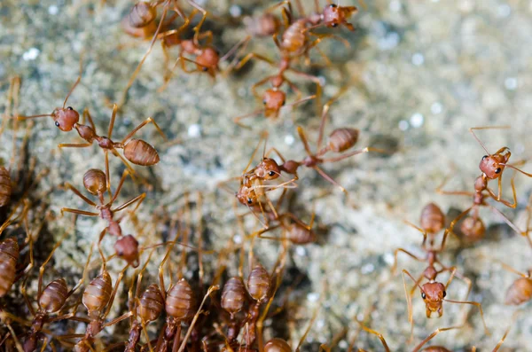 赤蟻のグループ — ストック写真