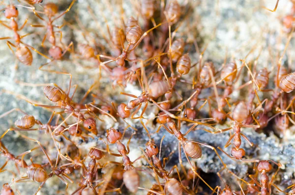 Grupo de hormigas rojas —  Fotos de Stock